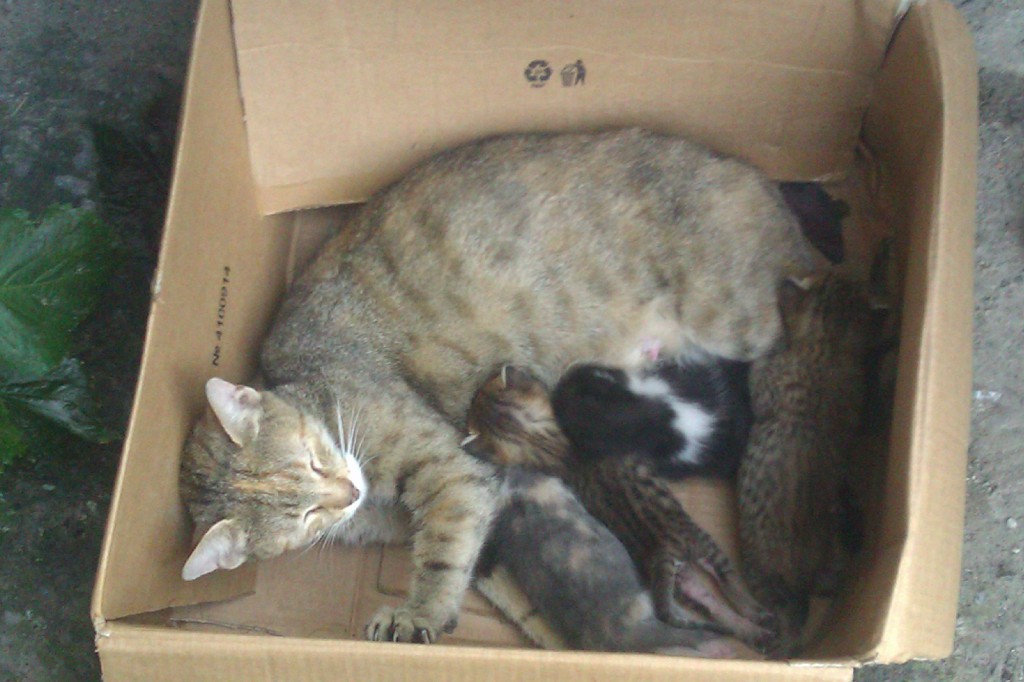 Дуня и её котята.