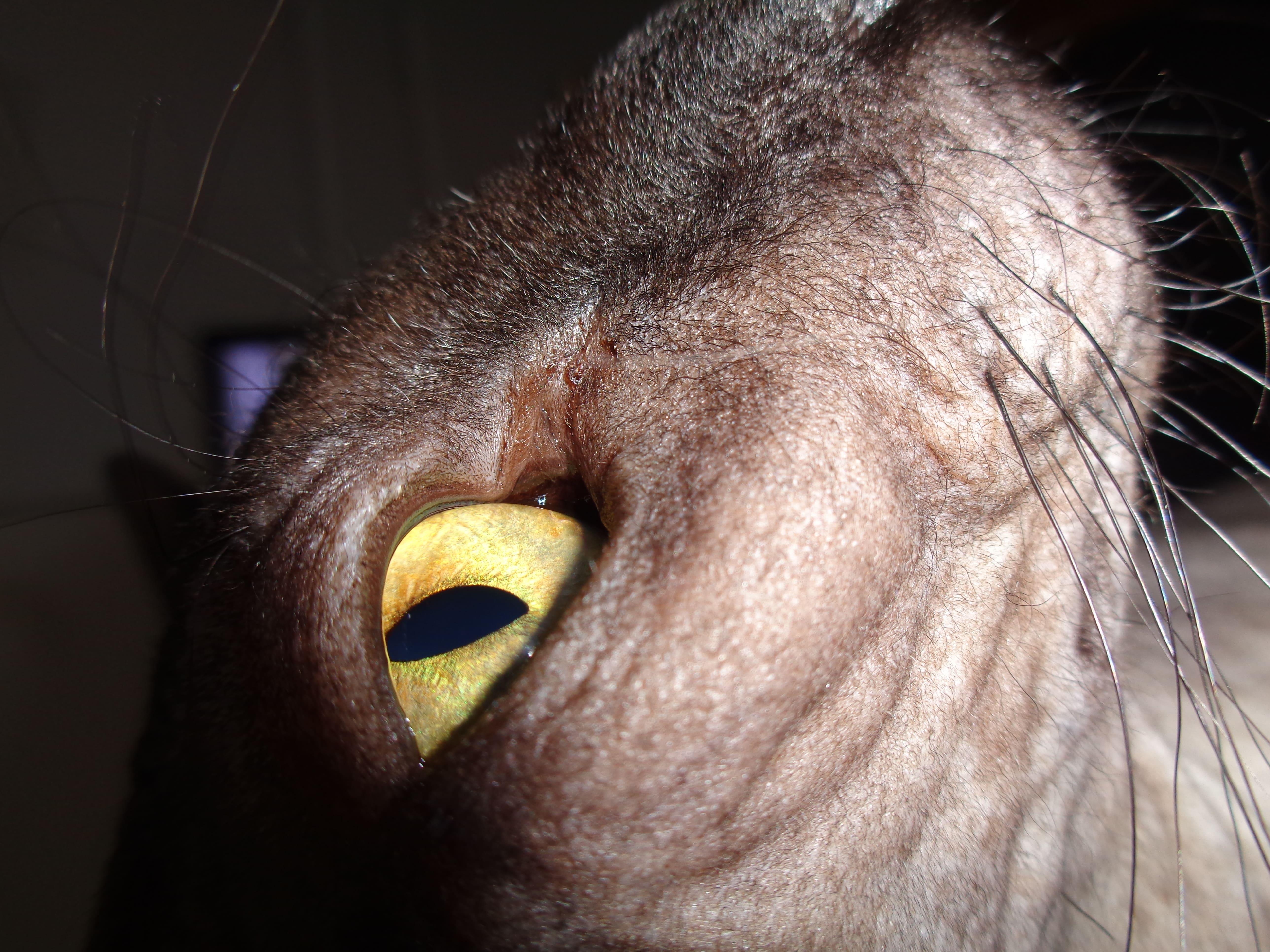 Донской сфинкс по имени Добби. Фото снято при вдохновении от песни Paul McCartney - Back In Brasil.