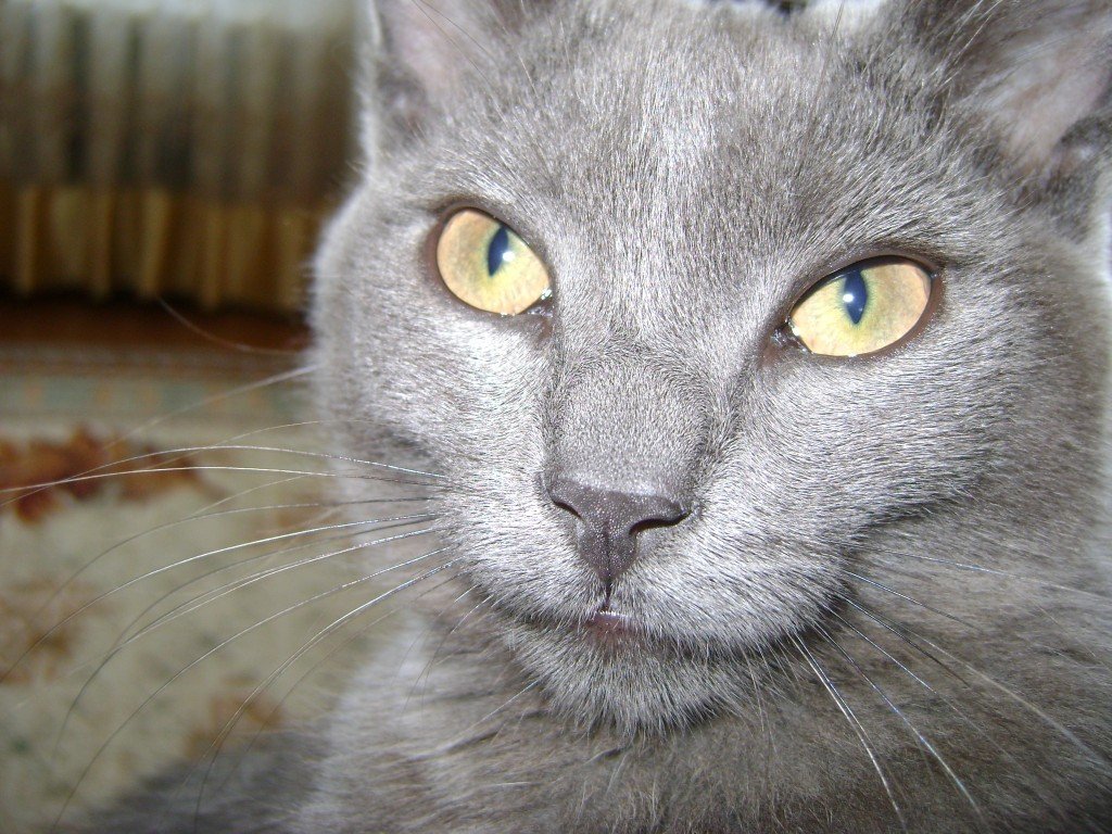 Шедевр! Шедевр!