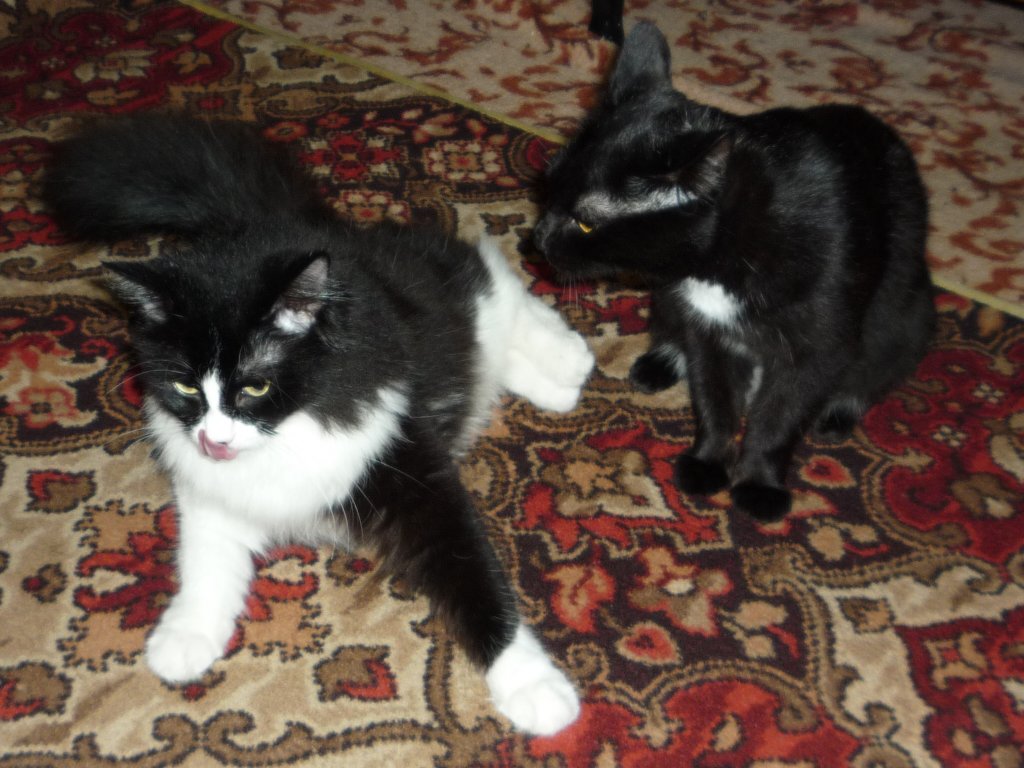 Отстань ! Голова болит.