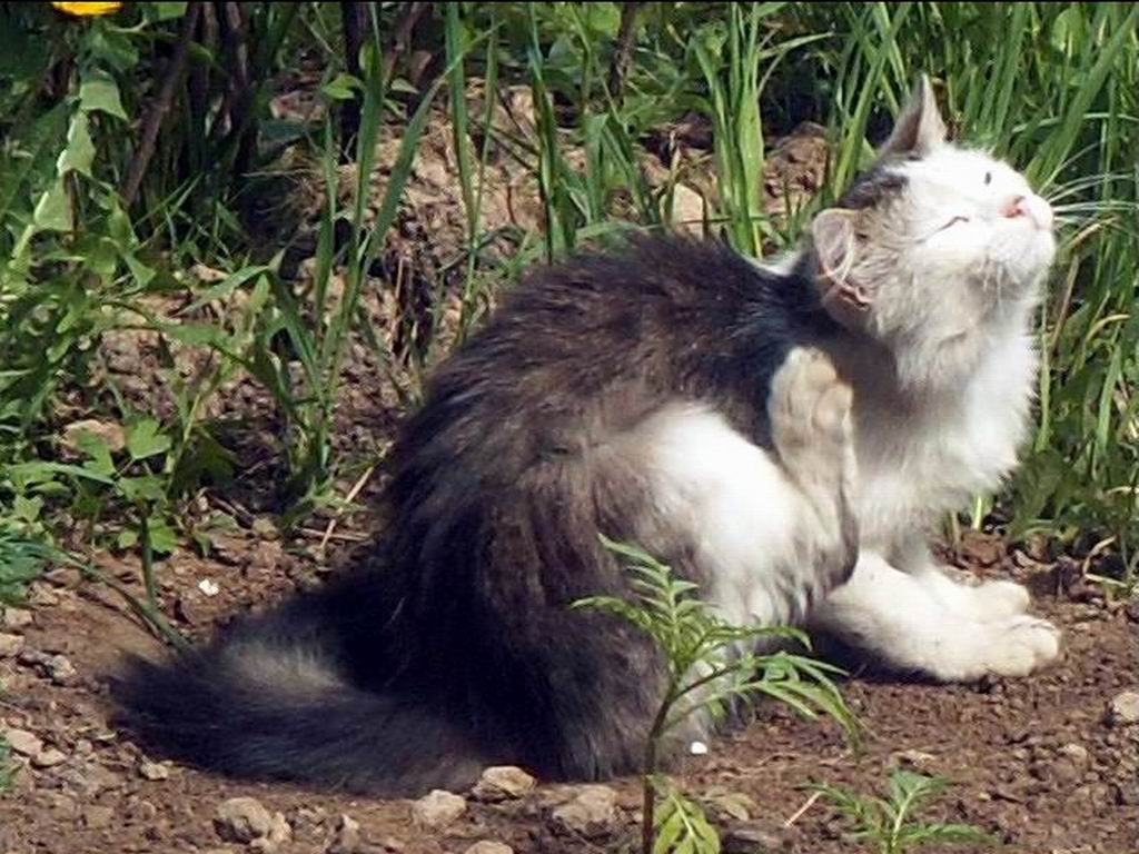 Блохи замучили...